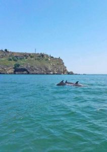 Делфини в Каварна