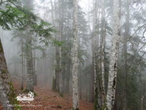 Мъглив ден някъде в горите на Босна и Херцеговина